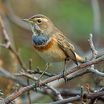 Bluethroat